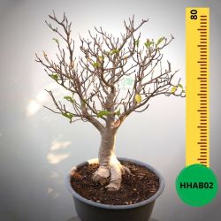 Baobab Bonsai - 80 X 70 X 60 X 20. Bare Rooted. Media And Container Not Included.