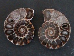 Ammonite Fossil Pair. Low Price .... Slight Damage