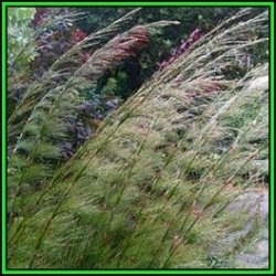 Rhodocoma Capensis - 10 Seed Pack - Indigenous South African Endemic Ornamental Grass - New