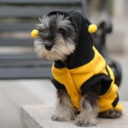 Little Buzzing Bee Outfit For Your Special Furbaby - Size Small
