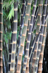 Giant Bamboo Black Asper Plants For