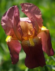 Iris Plants: Variety: Russet Mantle - Tall Deep Maroon - Striking Colour From A Distance