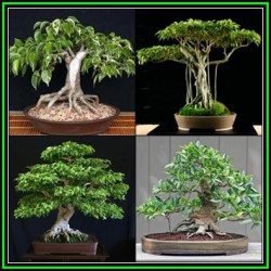 Ficus Benjamina - Weeping Fig Tree - 50 Seed Pack - Exotic Bonsai - New