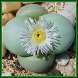 Argyroderma Pearsonii Forma Luckhoffii - 10 Seed Pack - Indigenous Succulent Mesemb - New