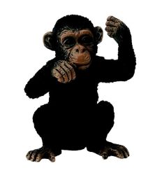Wildlife-chimpanzee Cub - Thinking - S