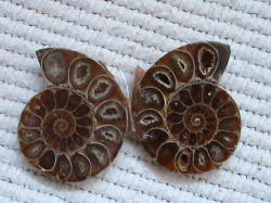 Aa Grade Fossil Ammonite Pair. Madagascar
