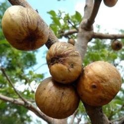 10 Vangueria Infausta Seeds - Indigenous Edible Fruit Tree Shrub Seeds From Africa
