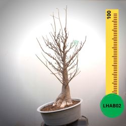 Baobab Bonsai - 100 X 60 X 60 X 27. Bare Rooted. Media And Container Not Included.