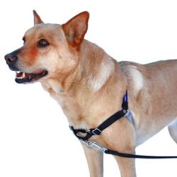 PetSafe Easy Walk Medium Black Dog Harness