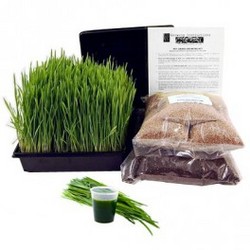 Wheatgrass Kit Grow Your Own Wheatgrass