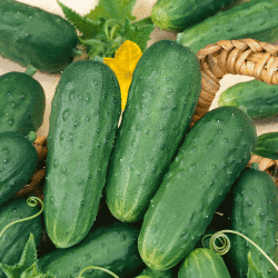 @home Home Made Pickles Pickling Cucumber - Vegetable - 20 Seeds - Default