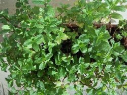 Spearmint - Mentha Spicata 20 Spearmint Seeds