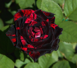 Rare Black red Rose Seeds 10 Seeds