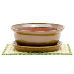 Acacia Bonsai Growing Kit - Mustard Glazed Pot And Saucer