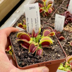Venus Fly Trap 'wip Long Snapper.' Special Import. - 2 Year Old Plant. 7.5CM Plastic Container.