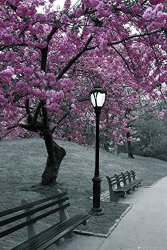 Central Park-blossom Poster 24 X 36IN