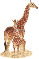 13 Inch Baby Giraffe Jungle Animals African Safari Africa Removable Peel Self Stick Adhesive Vinyl Decorative Wall Decal Sticker Art Kids Room Home Decor