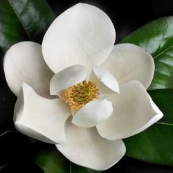 10 Magnolia Grandiflora Seeds - Southern Magnolia Tree Seeds To Buy In South Africa
