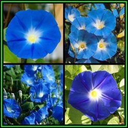 Ipomoea Tricolor - Heavenly Blue Morning Glory - 100 Seed Pack - Exotic Climber Vine Bulk New
