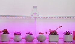 Ledy 1M 5050 Waterproof LED Strip Plant Flower Growing Grow Light Red Blue 4:1 Dc 12V