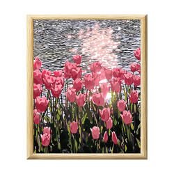 Adult Paint By Numbers With Frame - Tulip Fields