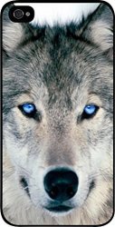 Blue Eyed Wolf- Iphone 4 Plastic Black Case - Compatible With Iphone 4 4S