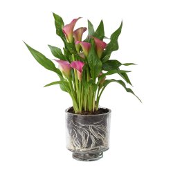 Arum Lilies In Container