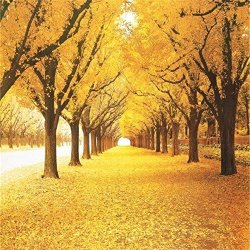 Golden Fall Trees And Leaves Laeacco Background 8X8FT Photography Vinyl Backdrop Natural Scenery Children Lovers Bridal Portraits Photo Studio Props