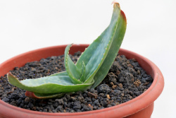 Aloe Kouebokkeveldensis