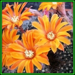 Rebutia Fiebrigii - 100 Bulk Seed Pack - Exotic Cactus Succulent -combined Global Shipping- New