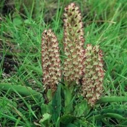 20 Disa Fragrans Seeds - Indigenous South African Orchid Seeds - Perennial