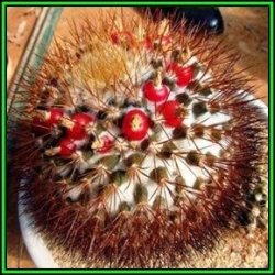 Mammillaria Nivosa - 50 Bulk Seed Pack - Verified Seller - Exotic Succulent Cactus - New