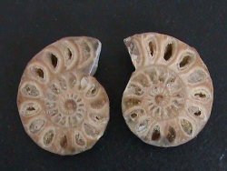 Ammonite Fossil Pair. Sliced In Half And Polished. A Grade