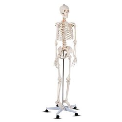 Giantex B010L18XEW Life Size 70.8 Human Anatomical Anatomy Skeleton Medical Model + Stand