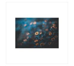 Flatlay - Studio Photography - Flower Themed