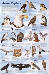 24 X 36 Avian Raptors Poster