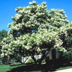 20 Catalpa Speciosa Northern Catalpa Tree Seeds - Flat Ship Rate + Seeds With All Orders
