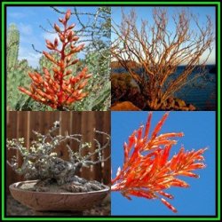 Fouquieria Diguetii - Exotic Semi Succulent Shrub Tree Or Indoor Plant - 10 Seed Pack - New