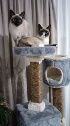 Brand New Cat Condo Highest Quality Grey In Colour Only 3 Available