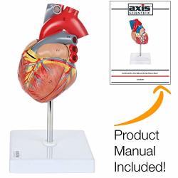 Axis Scientific Heart Model 2-PART Deluxe Life Size Human Heart Replica With 34 Anatomical Structures Held Together With Magnets Includes Mounted Display Base Detailed