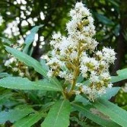 20 Water White Alder Seeds - Brachylaena Neriifolia - Indigenous Tree Seeds