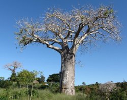 African Baobab - Adansonia Digitata - Indigenous Tree Bonsai - Seeds - 10 Seeds