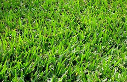 Bermuda Lawn Grass Seed - Bermuda 40KG'S - 1 000M2
