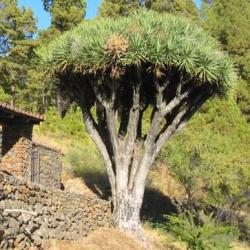 100 Dragon's Blood Tree Seeds - Canary Island - Dracaena Draco Seeds - Bulk - Magical - Evergreen