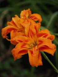 Daylily Plants: Kwanzo - Triple Layered Big Bright Orange With Flames Of Red