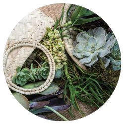 Natural Green Aloe Bouquet In Basket On Hessian Round Coaster