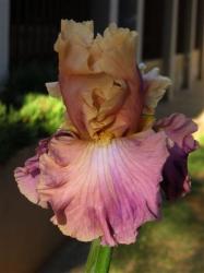 Iris Plants - Variety: 'chasing Rainbows' - Ruffled Broadleaved Butterscotch & Mulberry Lavender