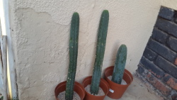 San Pedro Cactus Cuttings