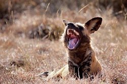 Posterazzi Namibia Harnas African Wild Dog Wildlife Poster Print By Jaynes Gallery 34 X 23