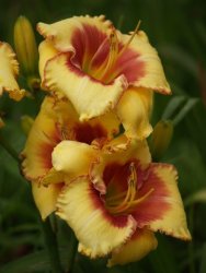 Daylily Plants: Mommy Dearest Mpl 197 - Soft Pastel Yellow Rosy Cheeks - Limited Stock